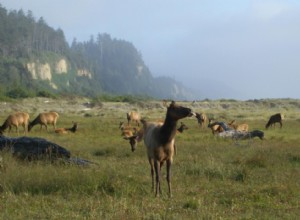 États où vous êtes le plus susceptible de frapper un cerf 