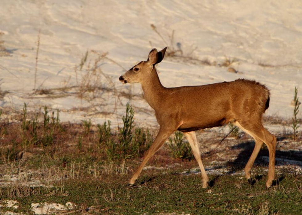 États où vous êtes le plus susceptible de frapper un cerf 