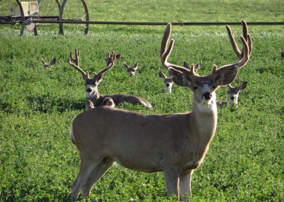 États où vous êtes le plus susceptible de frapper un cerf 