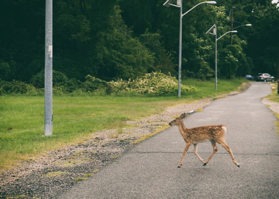 États où vous êtes le plus susceptible de frapper un cerf 