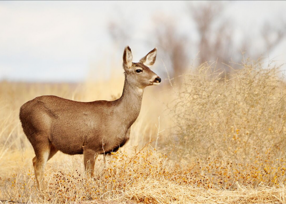 États où vous êtes le plus susceptible de frapper un cerf 