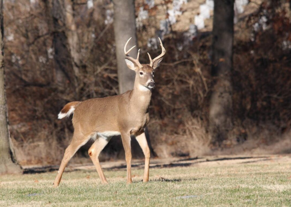 États où vous êtes le plus susceptible de frapper un cerf 