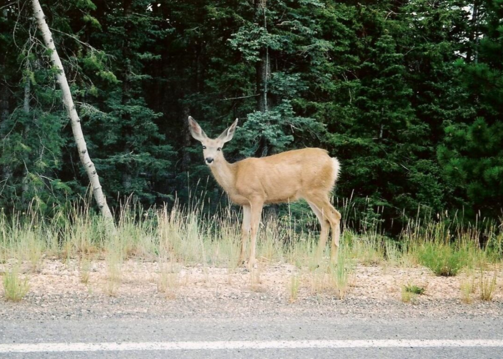 États où vous êtes le plus susceptible de frapper un cerf 