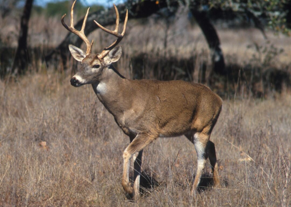 États où vous êtes le plus susceptible de frapper un cerf 