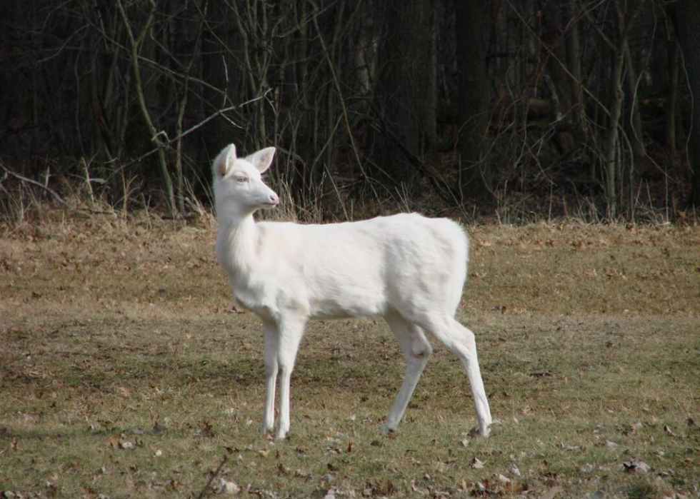 États où vous êtes le plus susceptible de frapper un cerf 