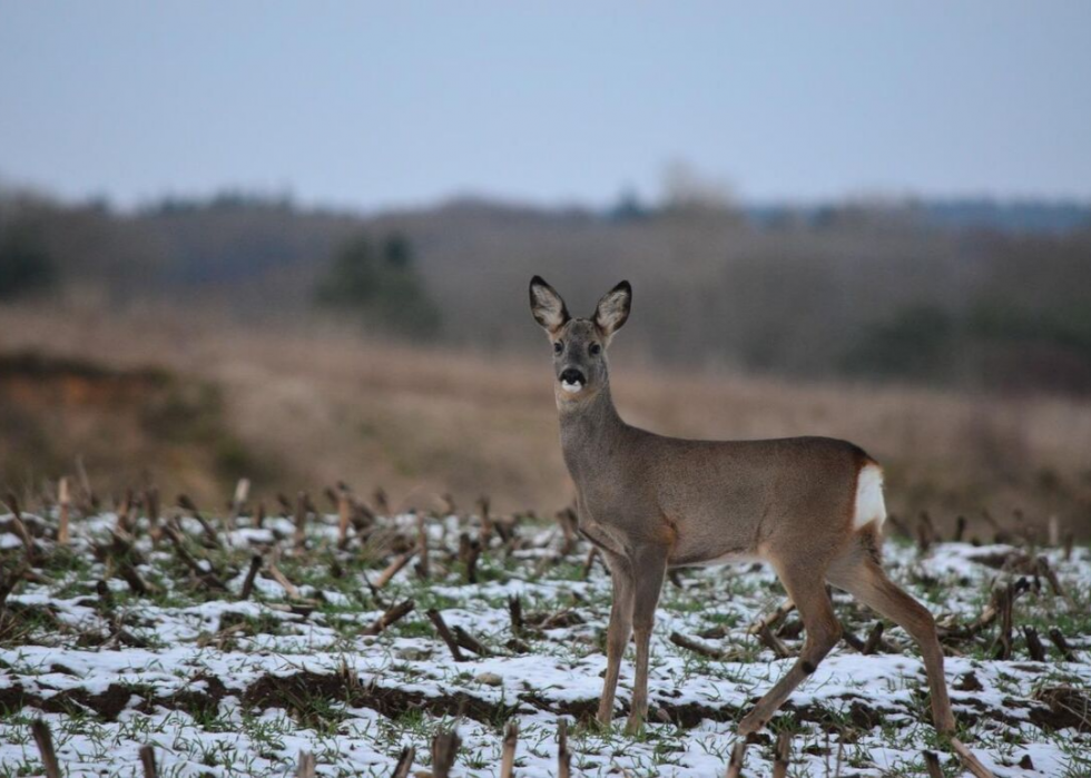 États où vous êtes le plus susceptible de frapper un cerf 