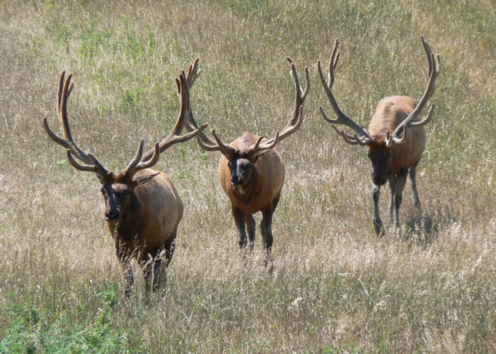 États où vous êtes le plus susceptible de frapper un cerf 