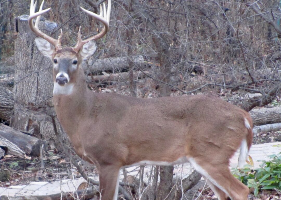 États où vous êtes le plus susceptible de frapper un cerf 