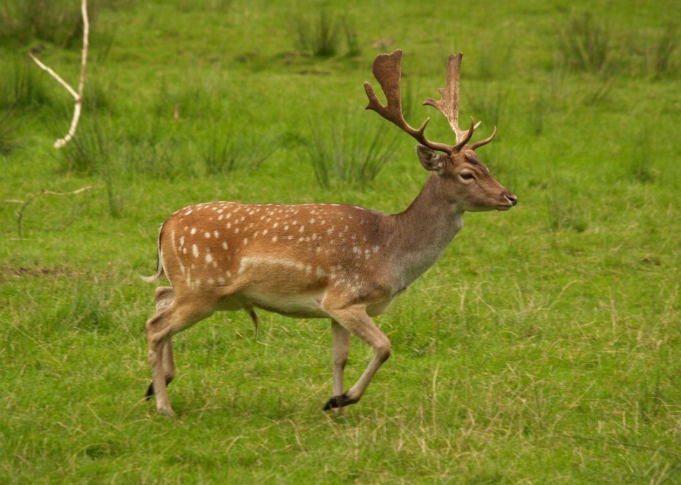 États où vous êtes le plus susceptible de frapper un cerf 