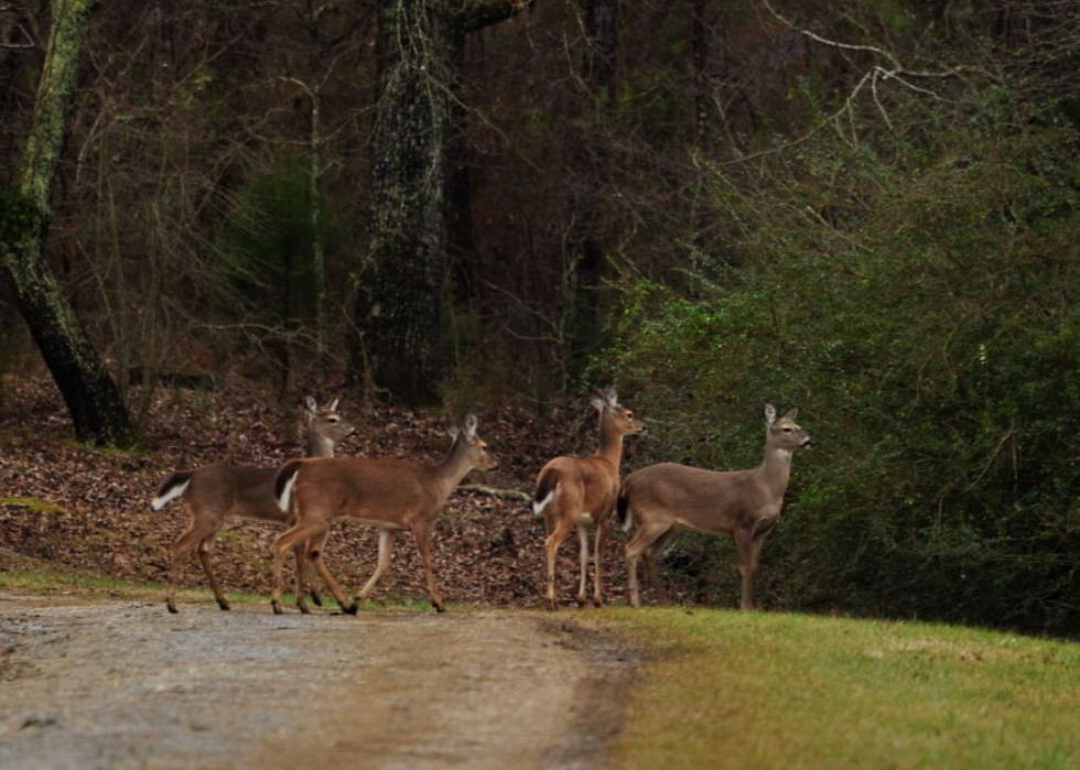 États où vous êtes le plus susceptible de frapper un cerf 