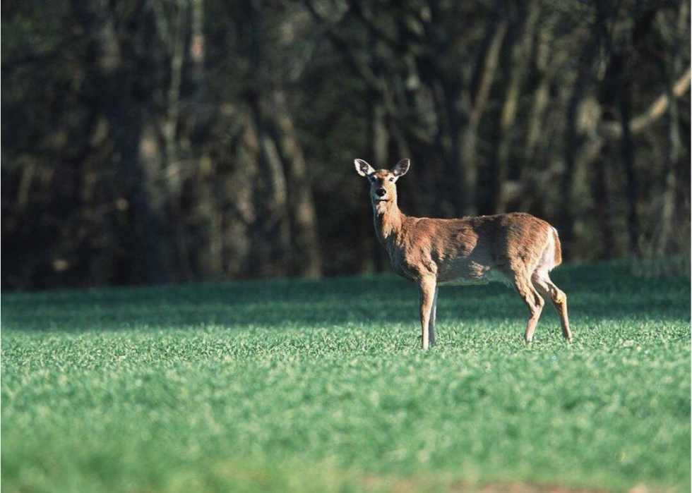 États où vous êtes le plus susceptible de frapper un cerf 