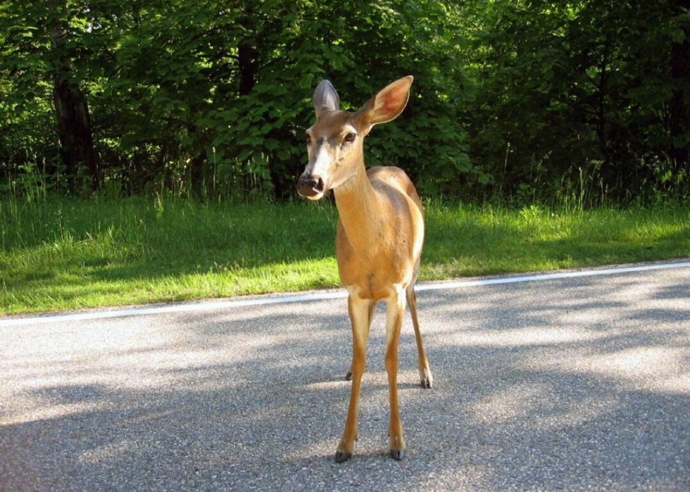 États où vous êtes le plus susceptible de frapper un cerf 