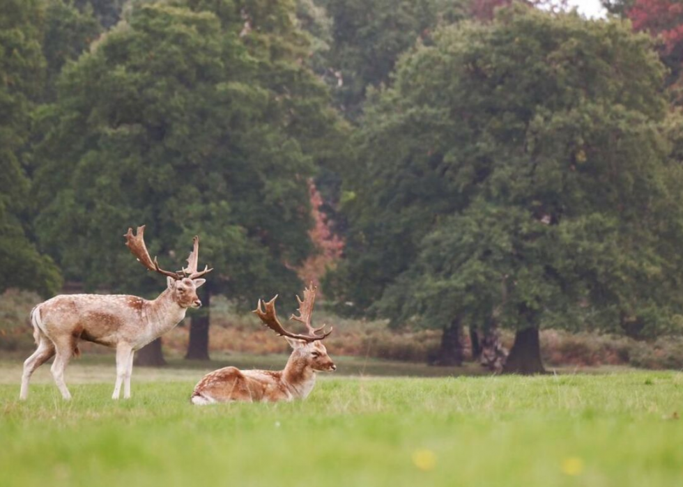 États où vous êtes le plus susceptible de frapper un cerf 