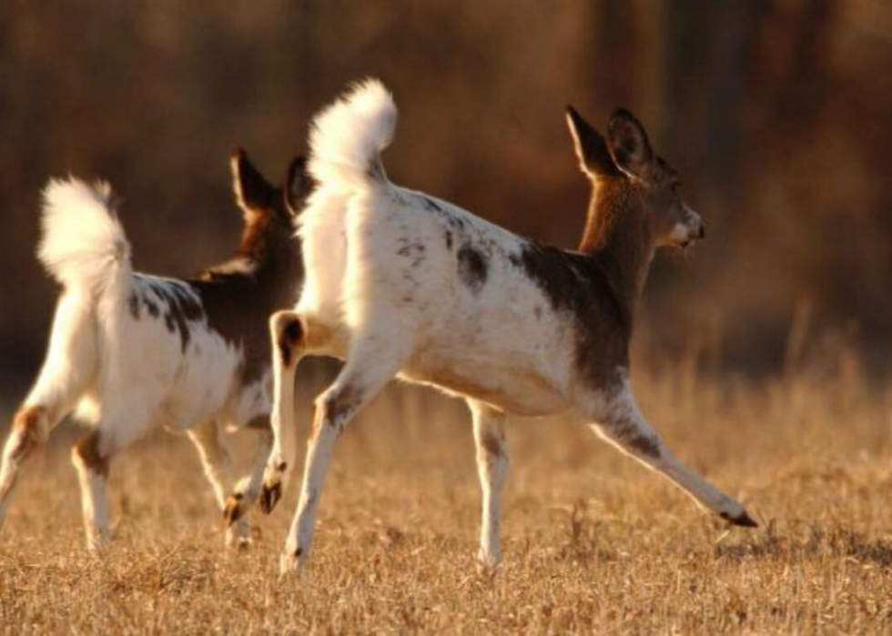 États où vous êtes le plus susceptible de frapper un cerf 