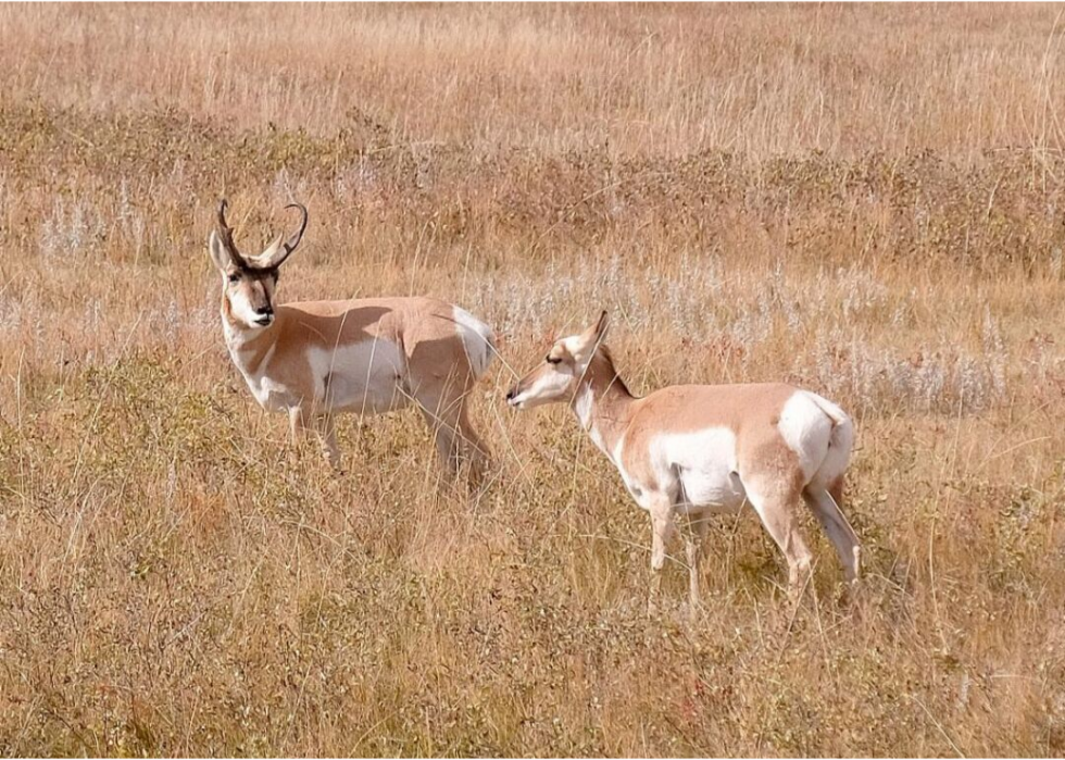 États où vous êtes le plus susceptible de frapper un cerf 