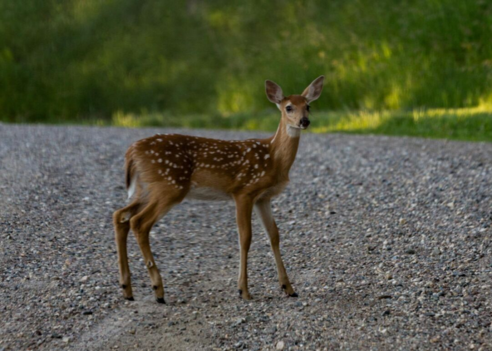 États où vous êtes le plus susceptible de frapper un cerf 