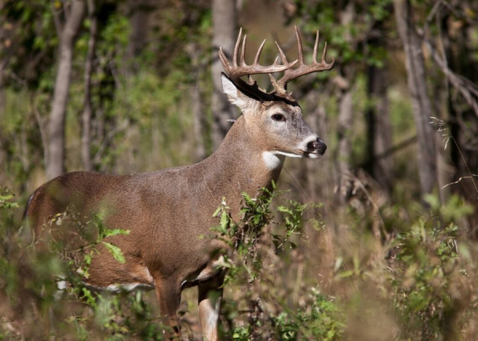 États où vous êtes le plus susceptible de frapper un cerf 