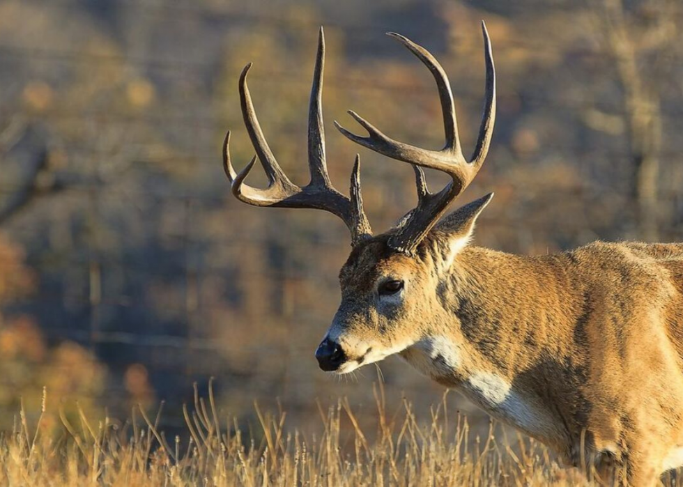 États où vous êtes le plus susceptible de frapper un cerf 