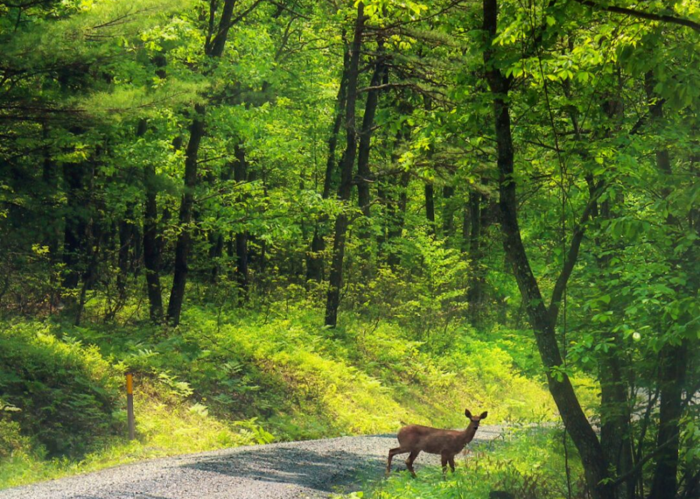 États où vous êtes le plus susceptible de frapper un cerf 