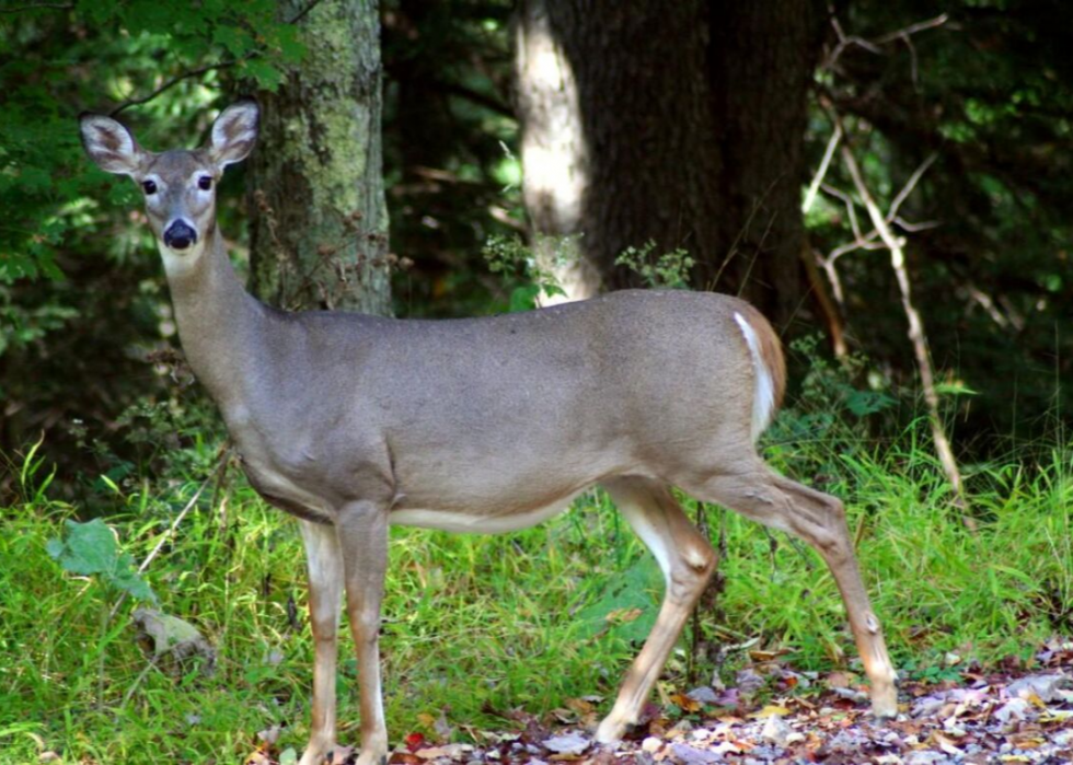 États où vous êtes le plus susceptible de frapper un cerf 