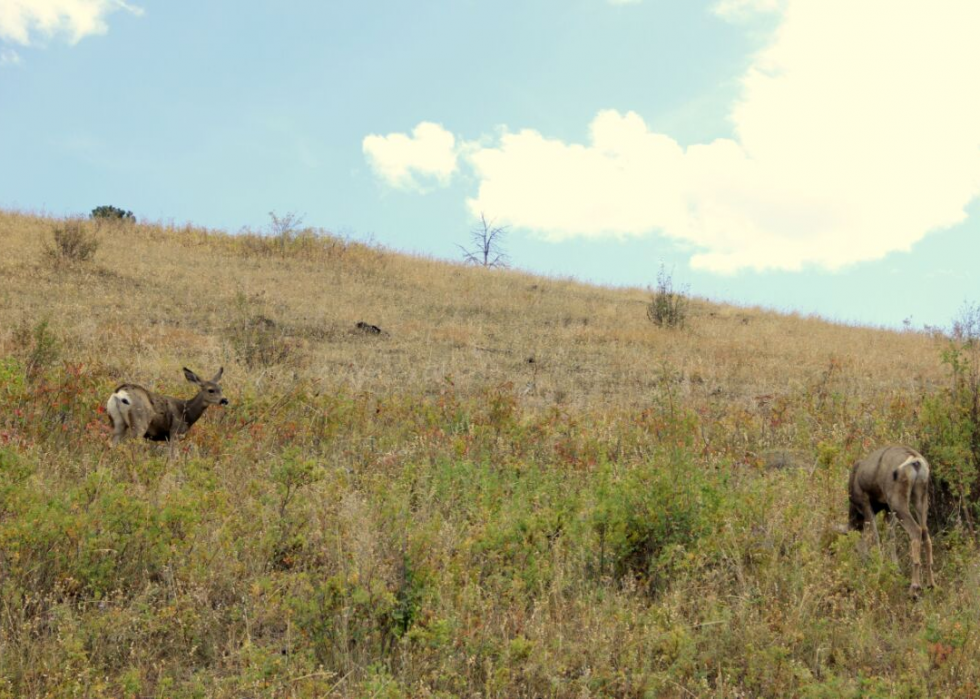 États où vous êtes le plus susceptible de frapper un cerf 