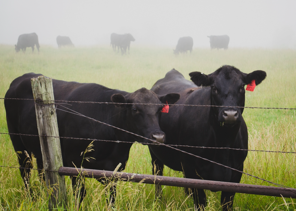 Où l Amérique envoie son maïs et 20 autres exportations agricoles 