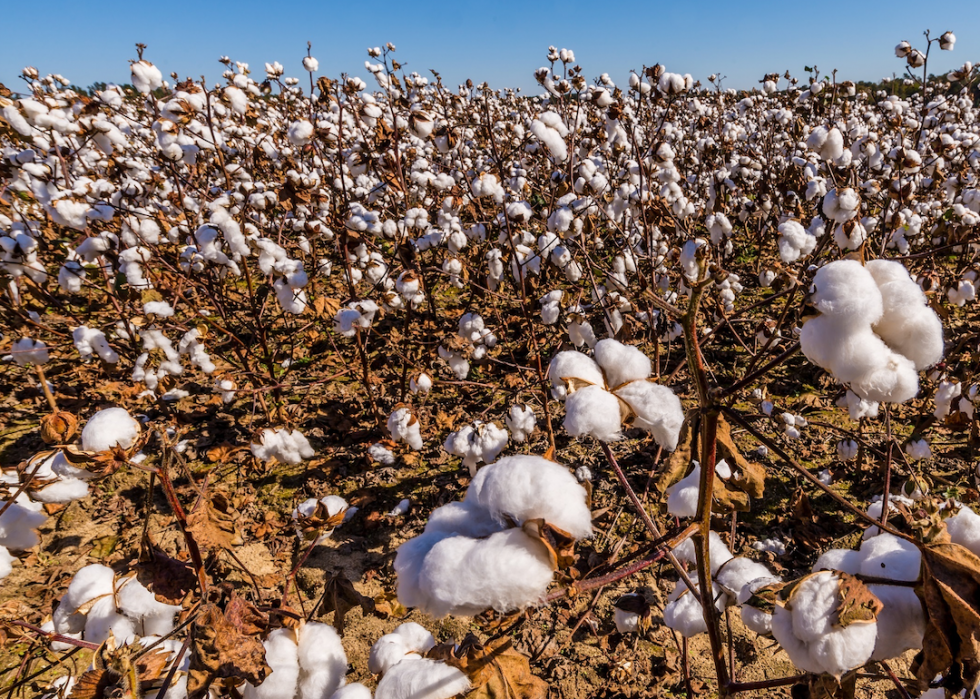 Où l Amérique envoie son maïs et 20 autres exportations agricoles 