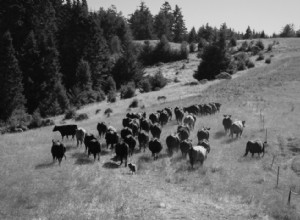 Histoire de l industrie américaine de la transformation de la viande 