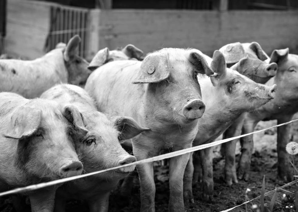 Histoire de l industrie américaine de la transformation de la viande 