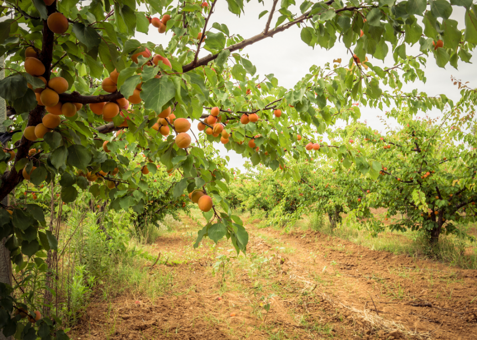 États produisant le plus de sirop d érable, de maïs et d autres grandes cultures 