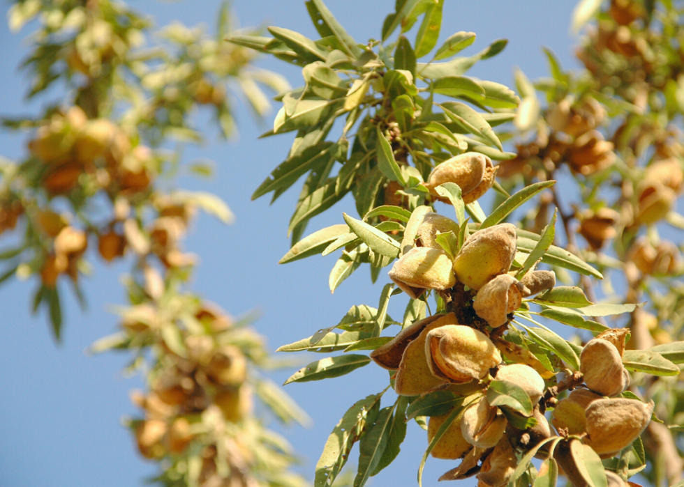 États produisant le plus de sirop d érable, de maïs et d autres grandes cultures 