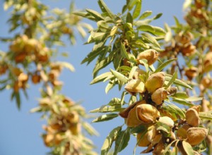 États produisant le plus de sirop d érable, de maïs et d autres grandes cultures 