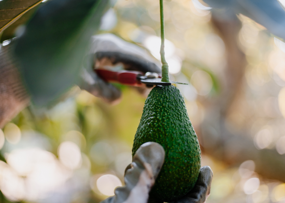 États produisant le plus de sirop d érable, de maïs et d autres grandes cultures 