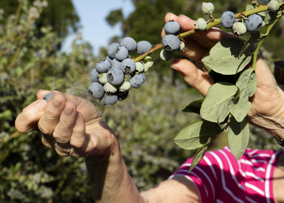 États produisant le plus de sirop d érable, de maïs et d autres grandes cultures 