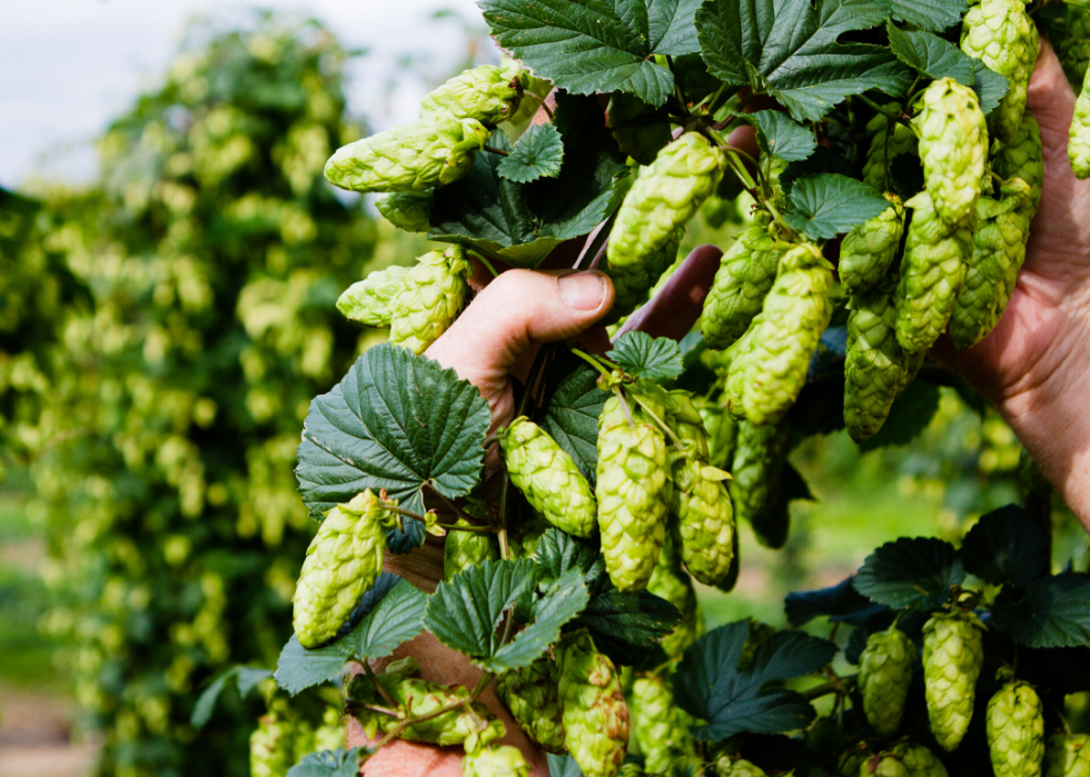 États produisant le plus de sirop d érable, de maïs et d autres grandes cultures 