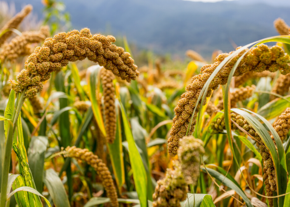 États produisant le plus de sirop d érable, de maïs et d autres grandes cultures 