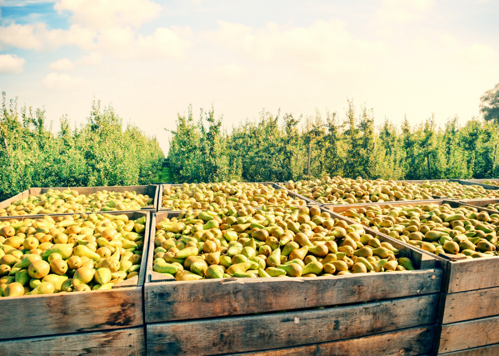 États produisant le plus de sirop d érable, de maïs et d autres grandes cultures 