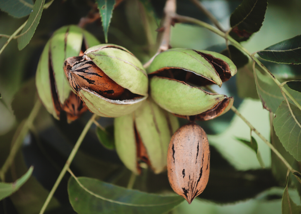 États produisant le plus de sirop d érable, de maïs et d autres grandes cultures 