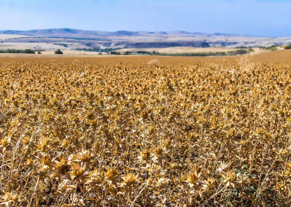 États produisant le plus de sirop d érable, de maïs et d autres grandes cultures 