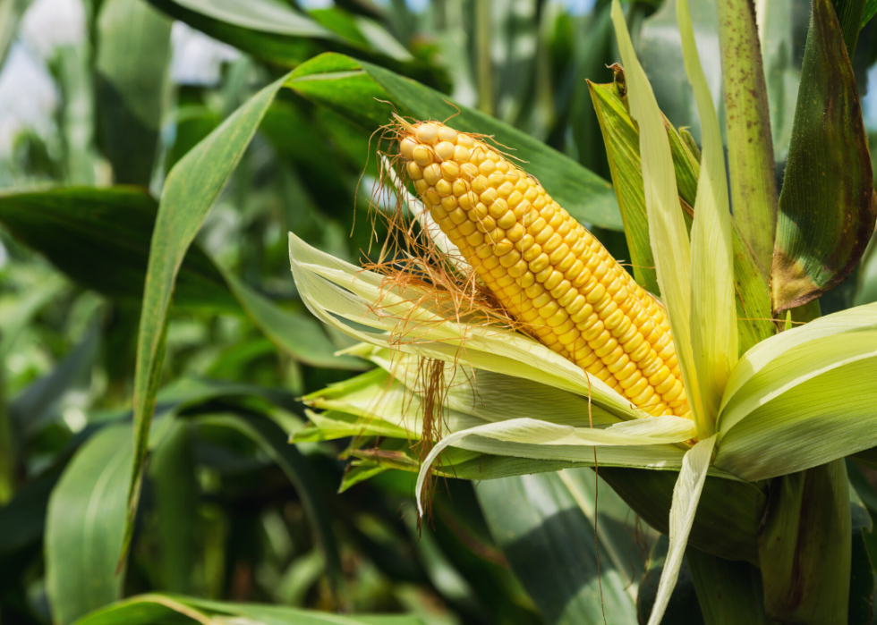 États produisant le plus de sirop d érable, de maïs et d autres grandes cultures 