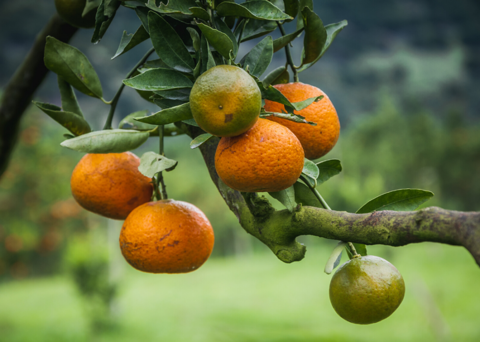 États produisant le plus de sirop d érable, de maïs et d autres grandes cultures 