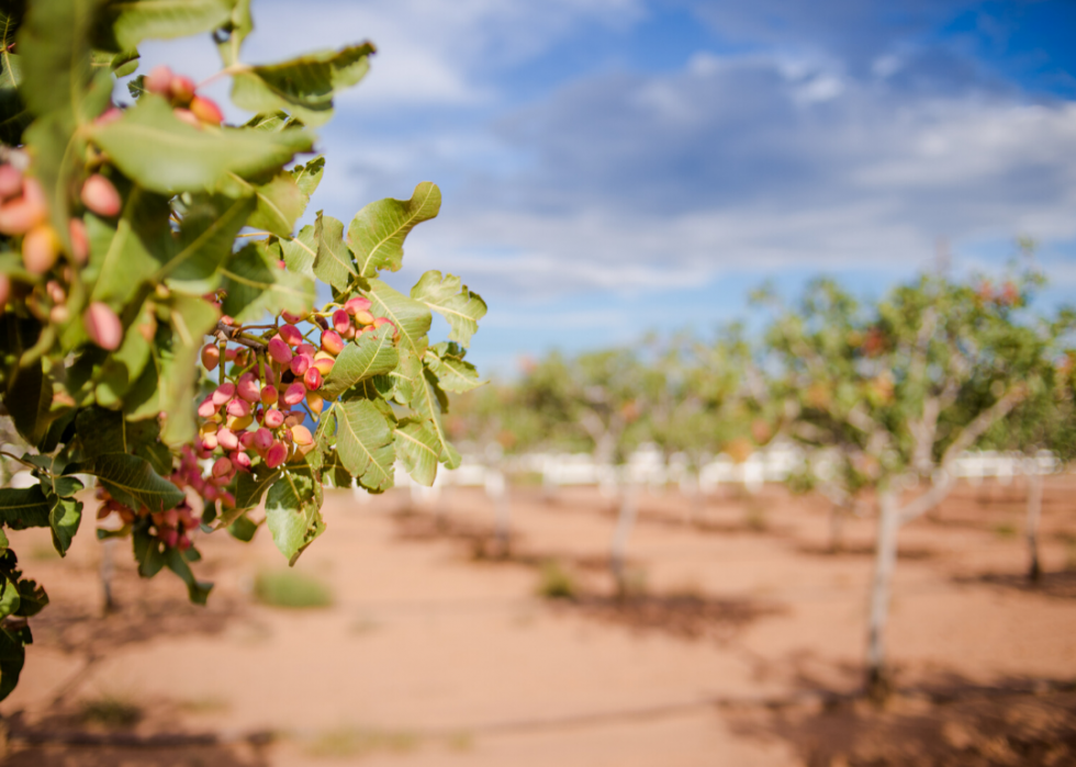 Comment l agriculture a changé dans chaque État au cours des 100 dernières années 