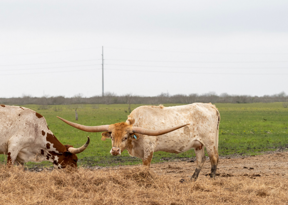 Comment l agriculture a changé dans chaque État au cours des 100 dernières années 