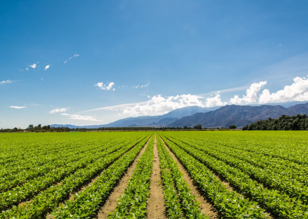 50 faits fascinants sur l agriculture en Amérique 