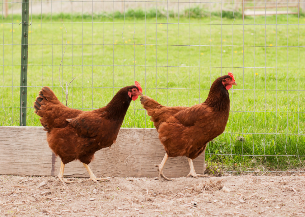 Le plus grand comté agricole de chaque État 