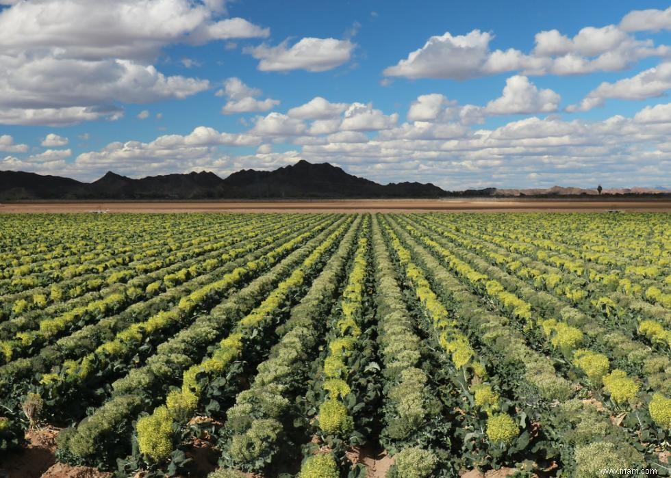 Les plus grandes exportations agricoles de chaque État 