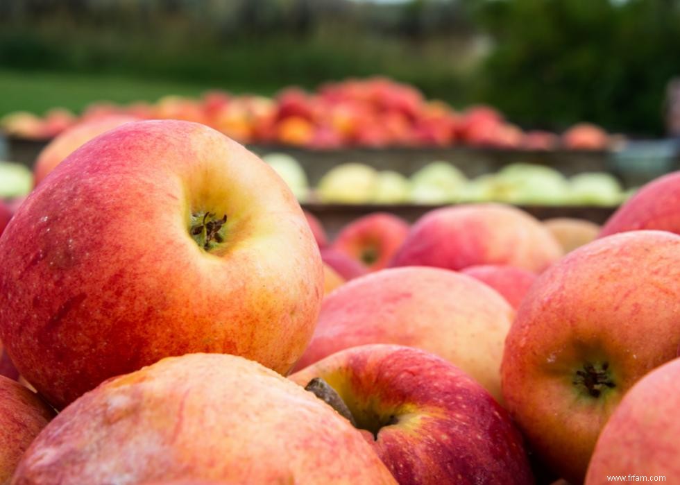 Les plus grandes exportations agricoles de chaque État 