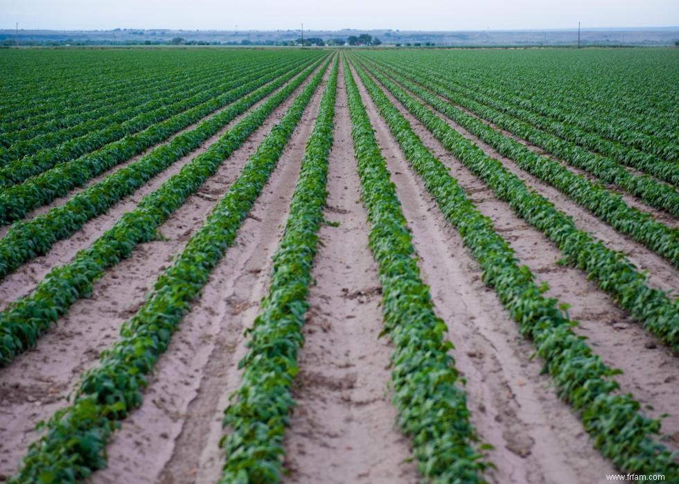 Produits agricoles les plus précieux de chaque État 