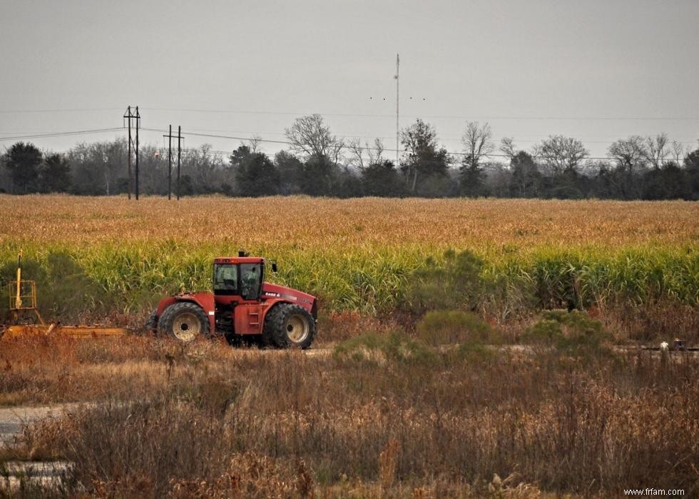 Produits agricoles les plus précieux de chaque État 