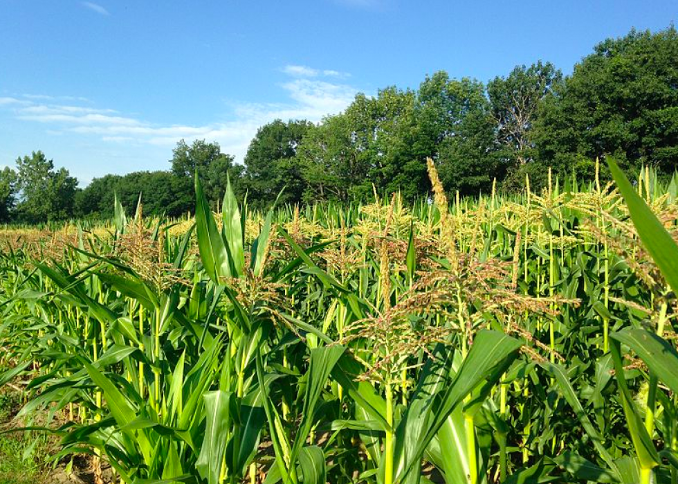 Produits agricoles les plus précieux de chaque État 